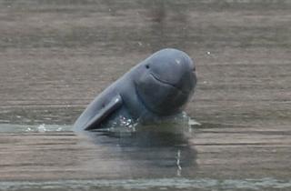 Fresh Water Dolphin